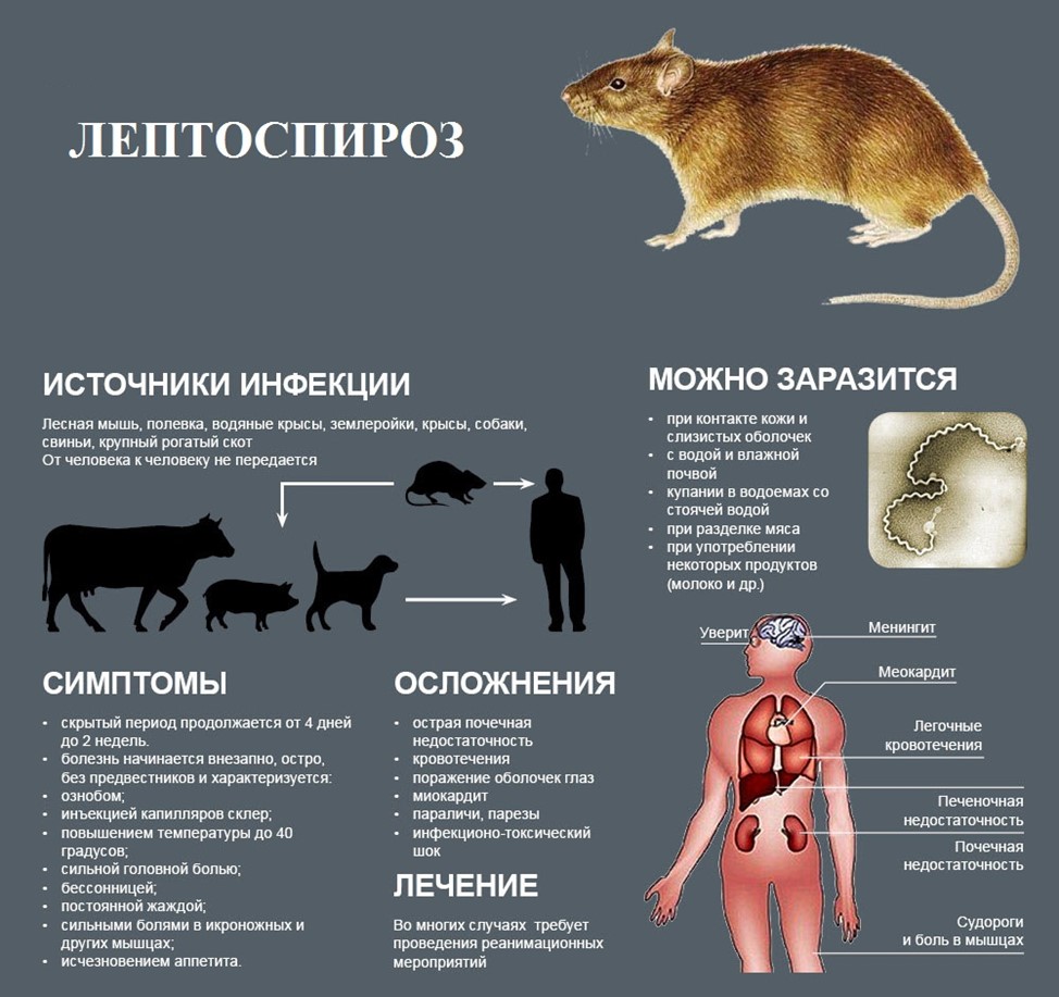 лептоспироз.jpg